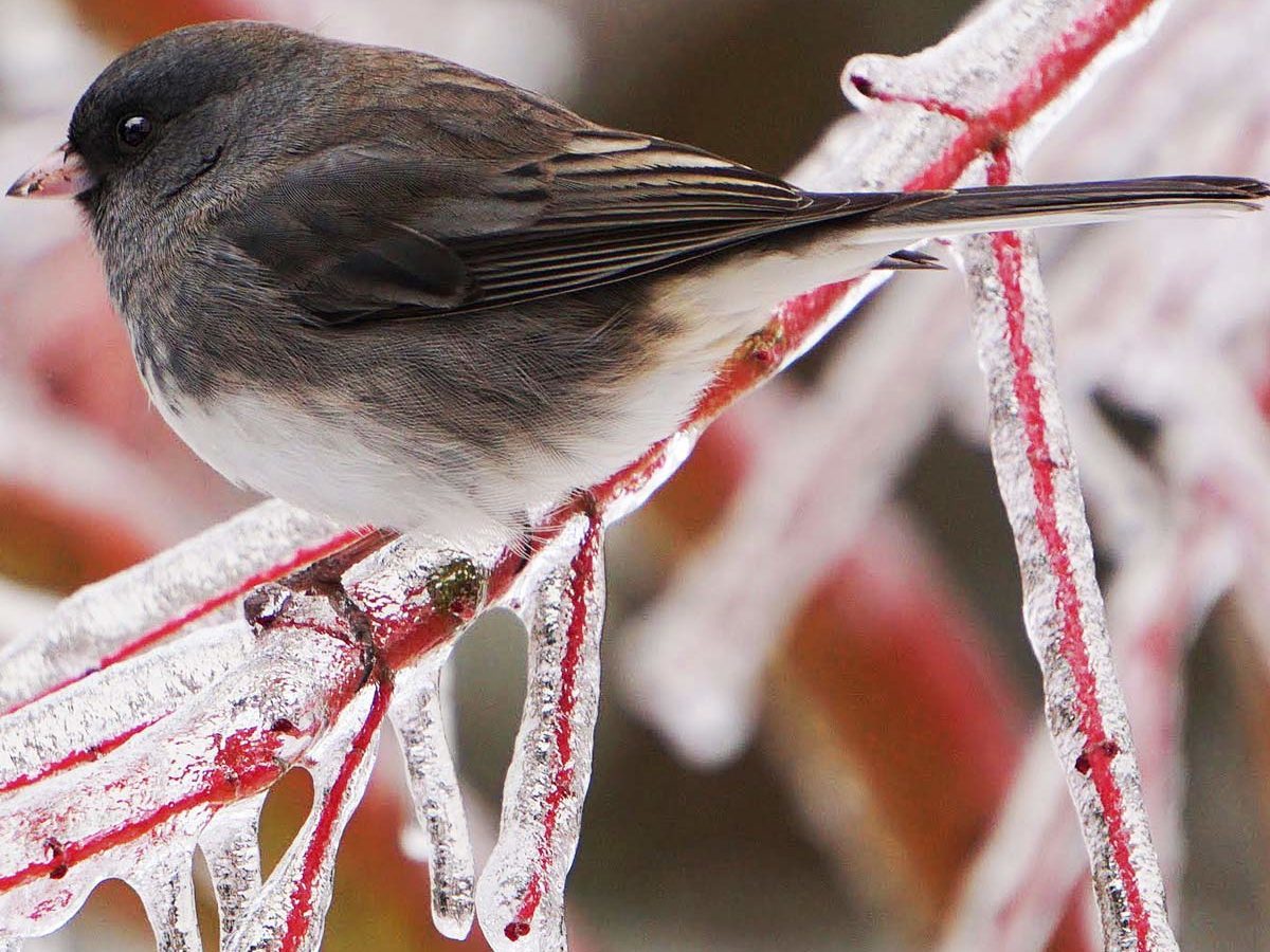 Dark-eyed junco