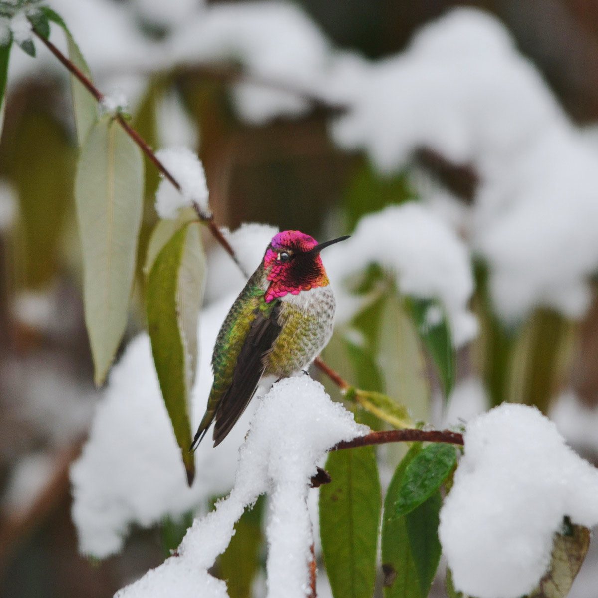 Anna's Hummingbird