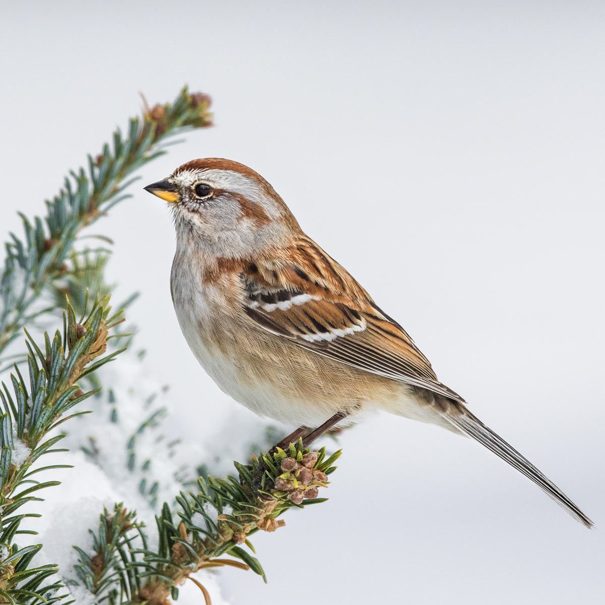 American Tree Sparrow