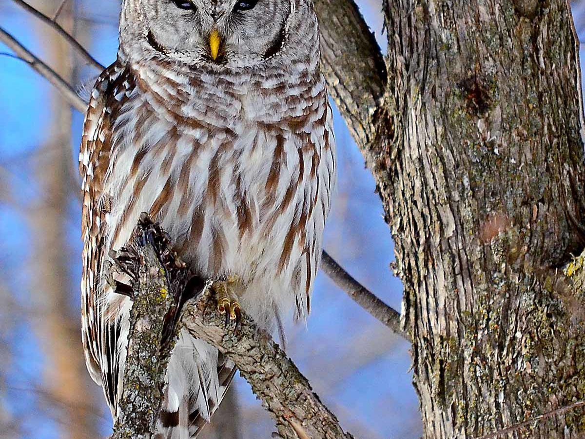 barred owl