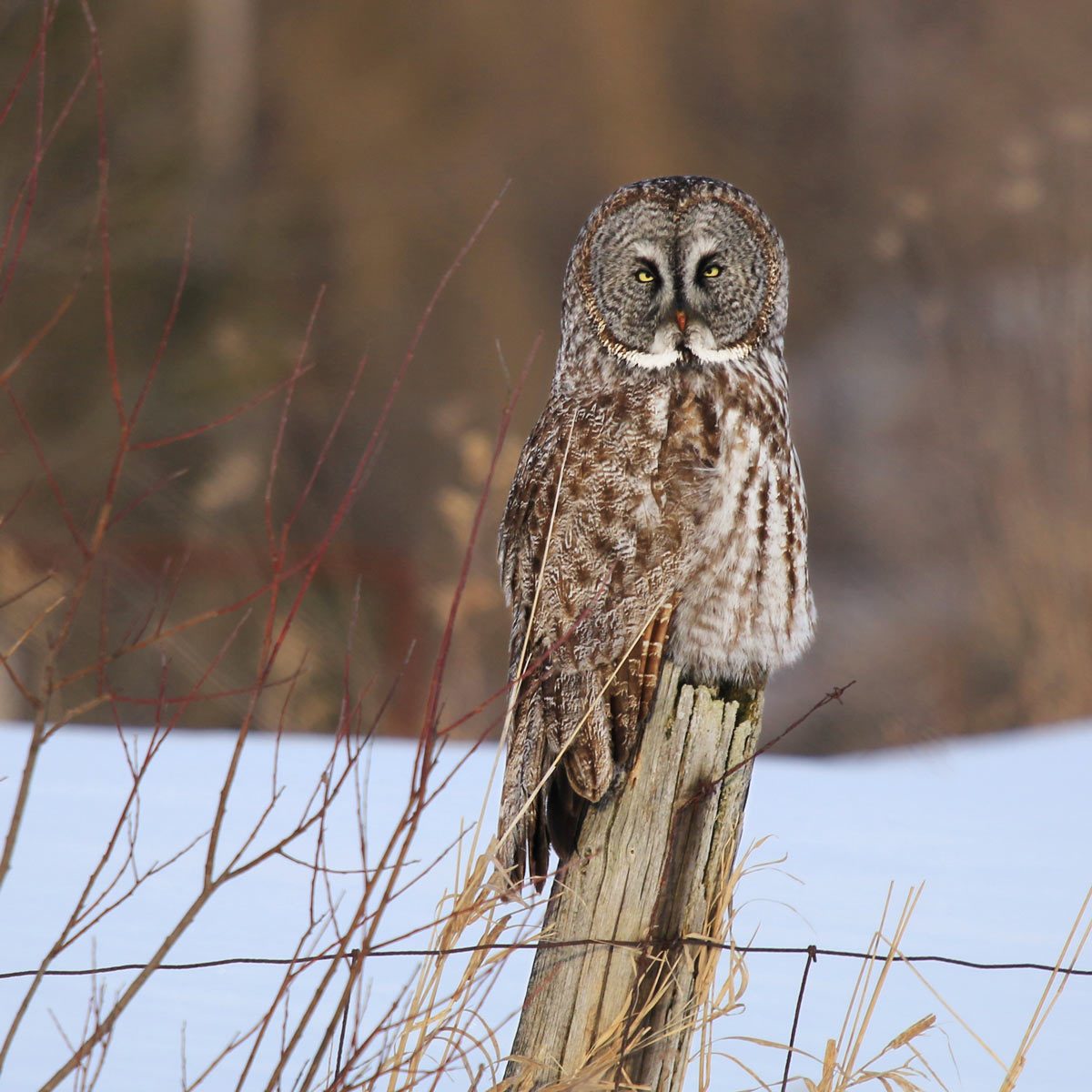 Great Gray Owl