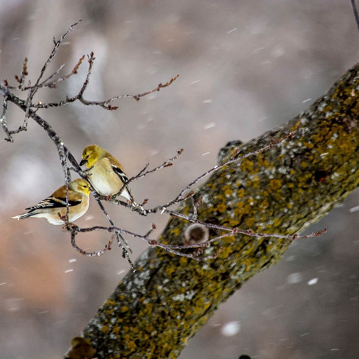 American Goldfinch