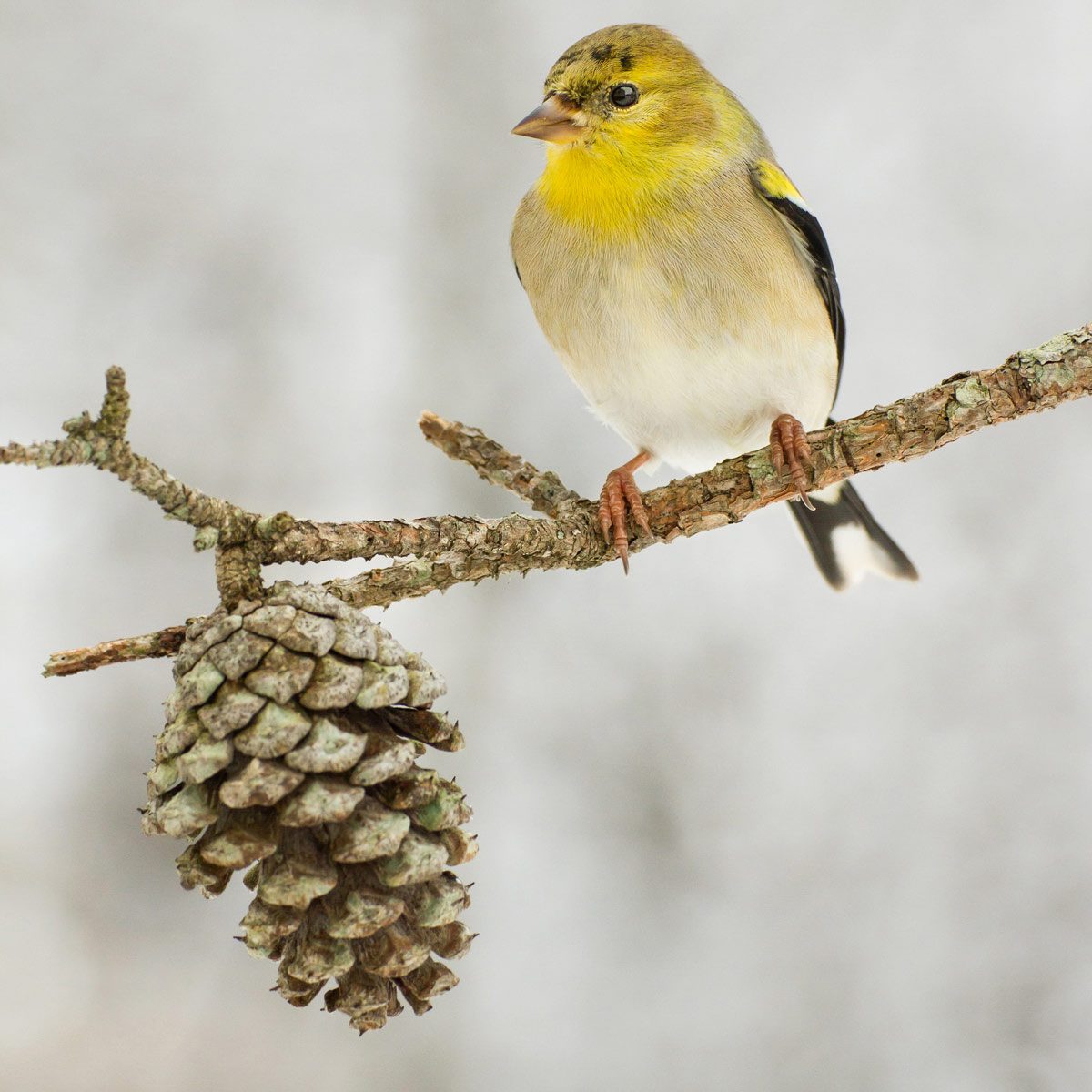 American Goldfinch