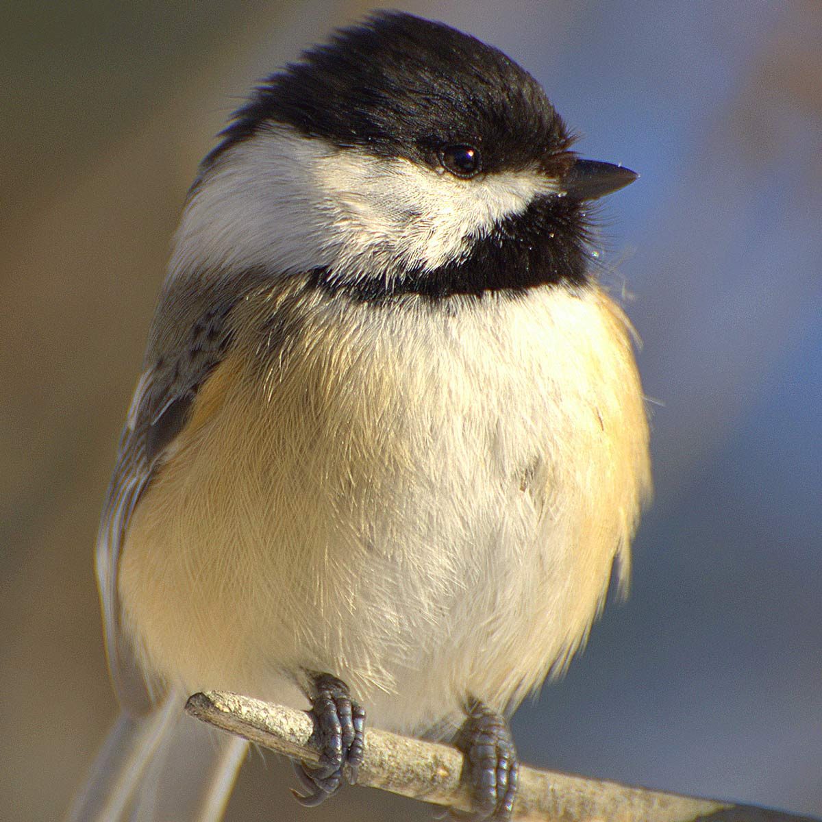 black-capped chickadee