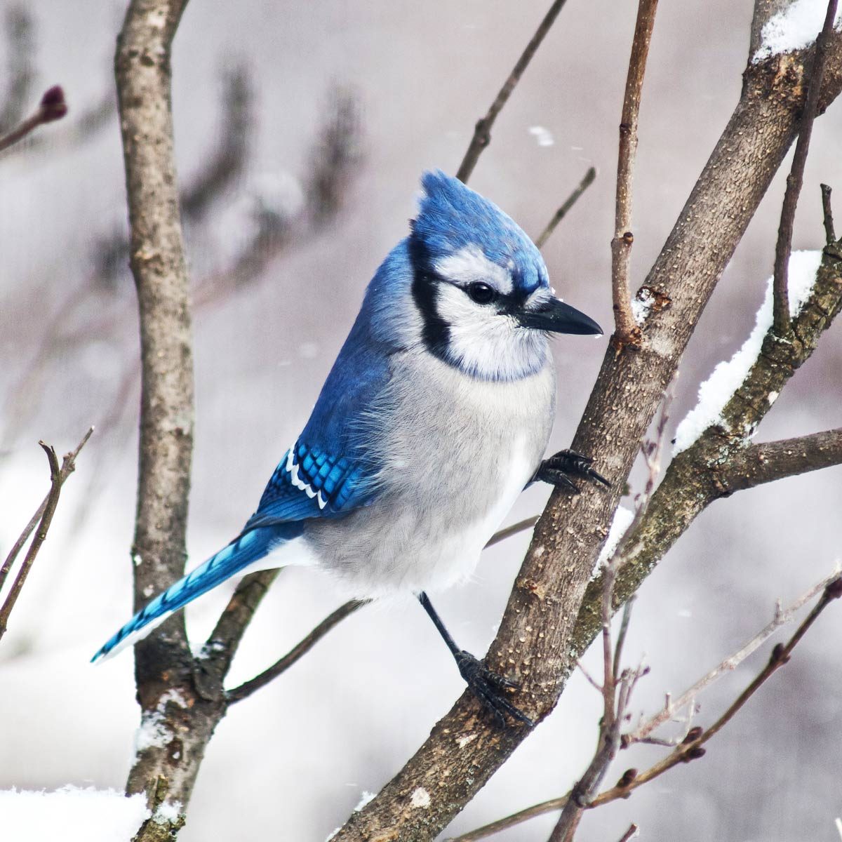 Blue Jay