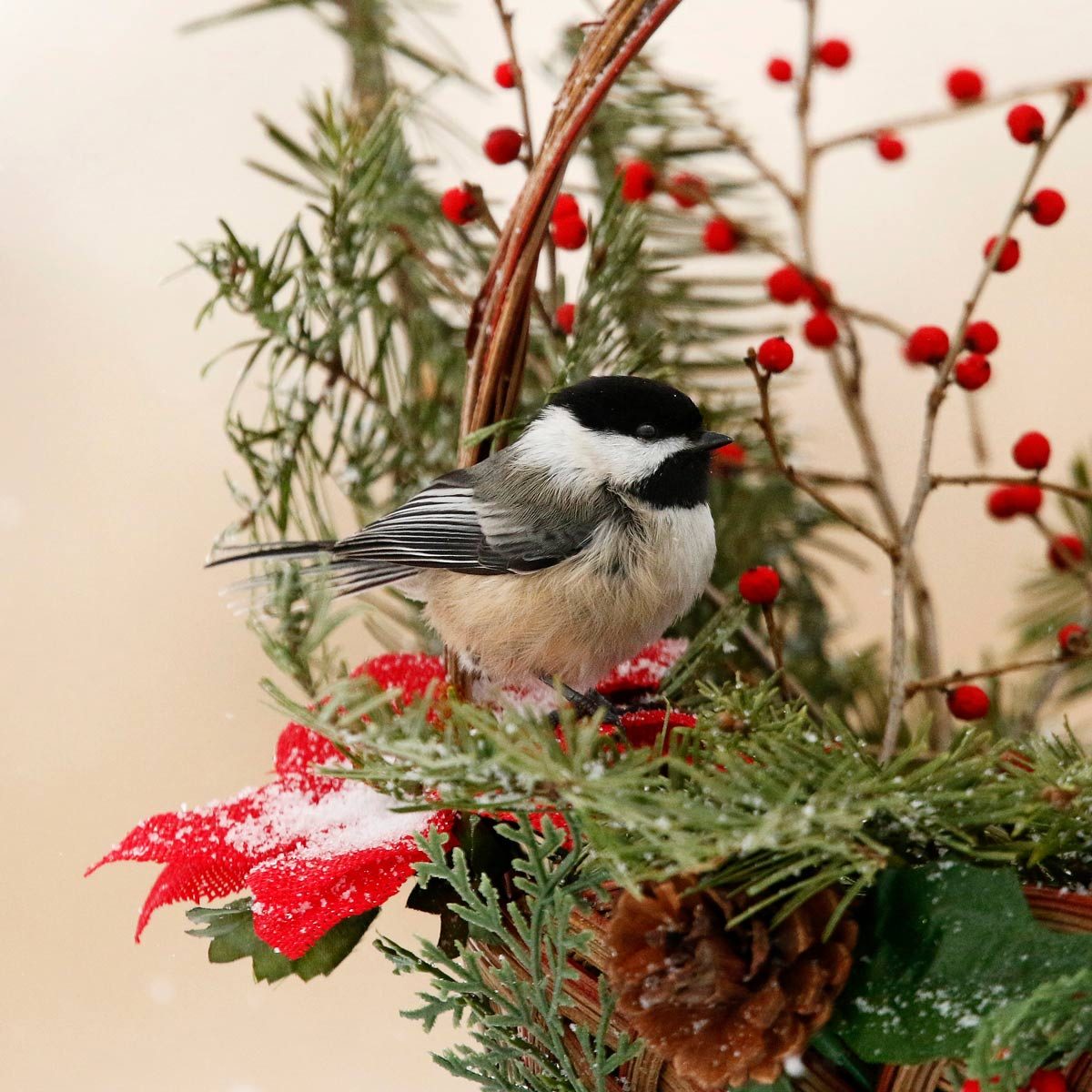 black capped chickadee