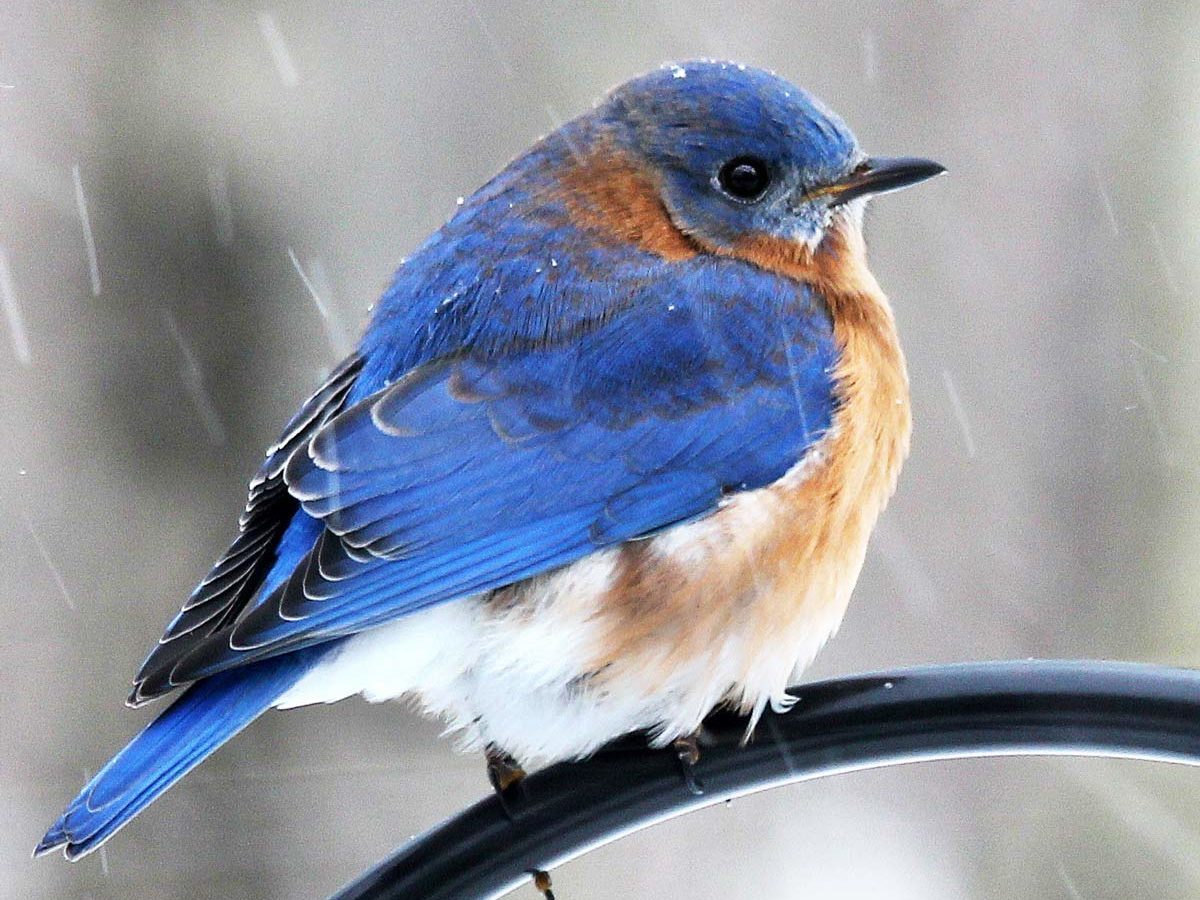 Eastern Bluebird