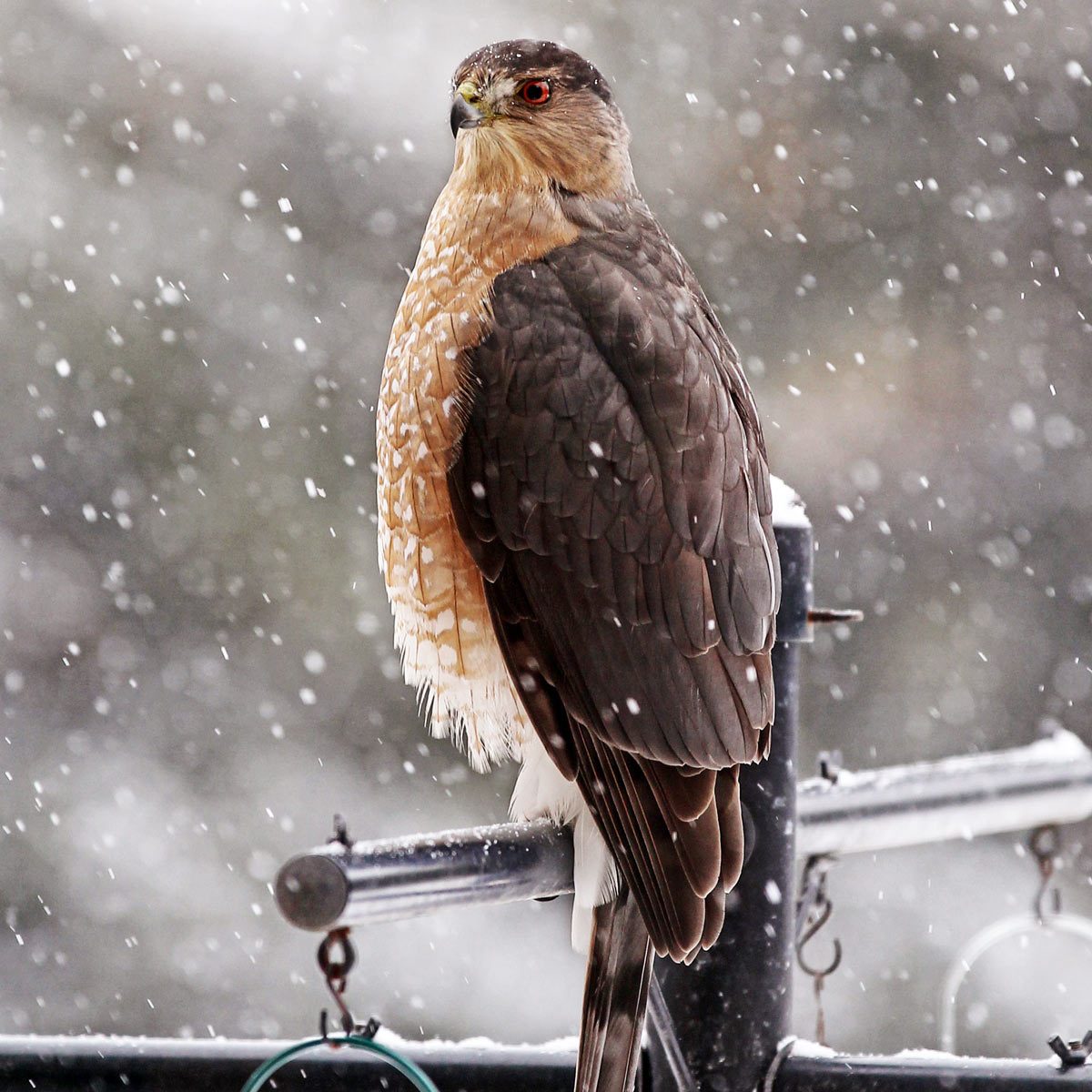 Cooper's Hawk