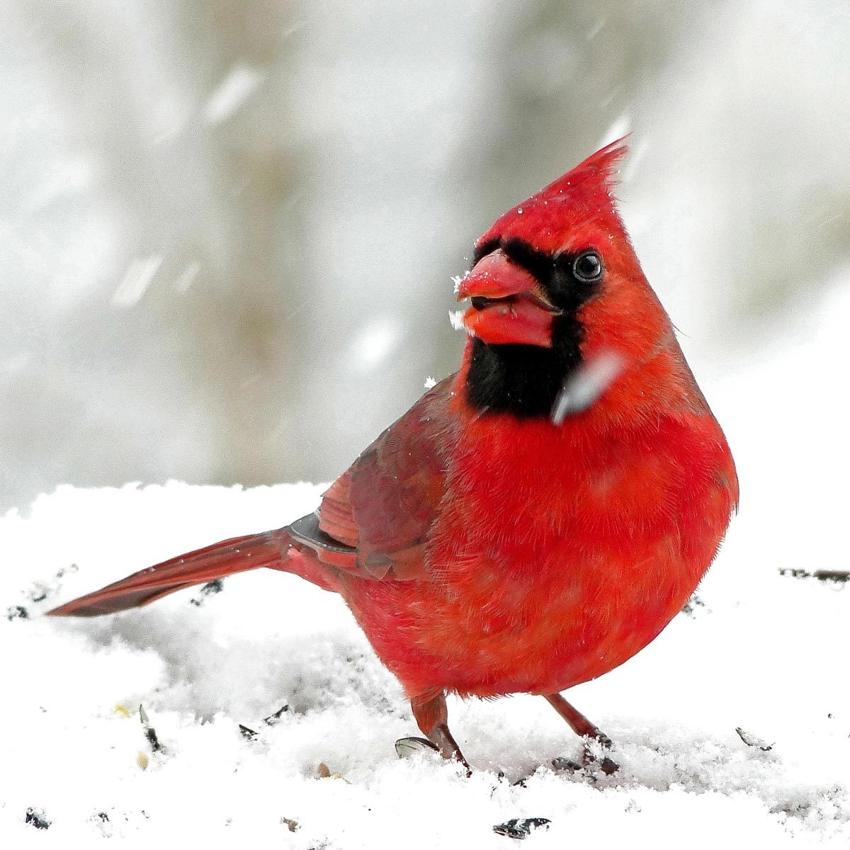 Northern Cardinal