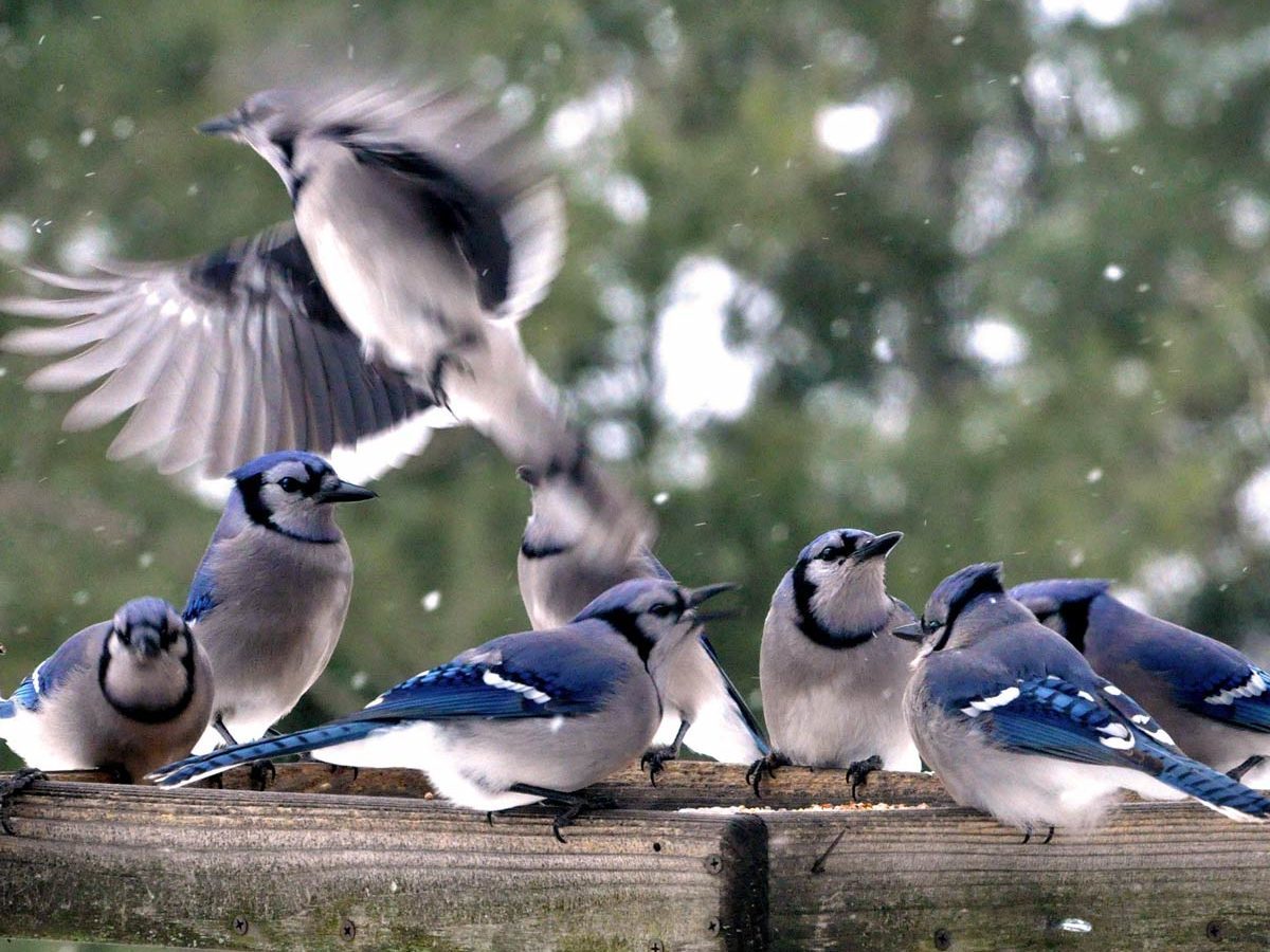 Blue jay