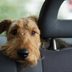 Itâ€™s Illegal to Leave Pets In Your Car in These States