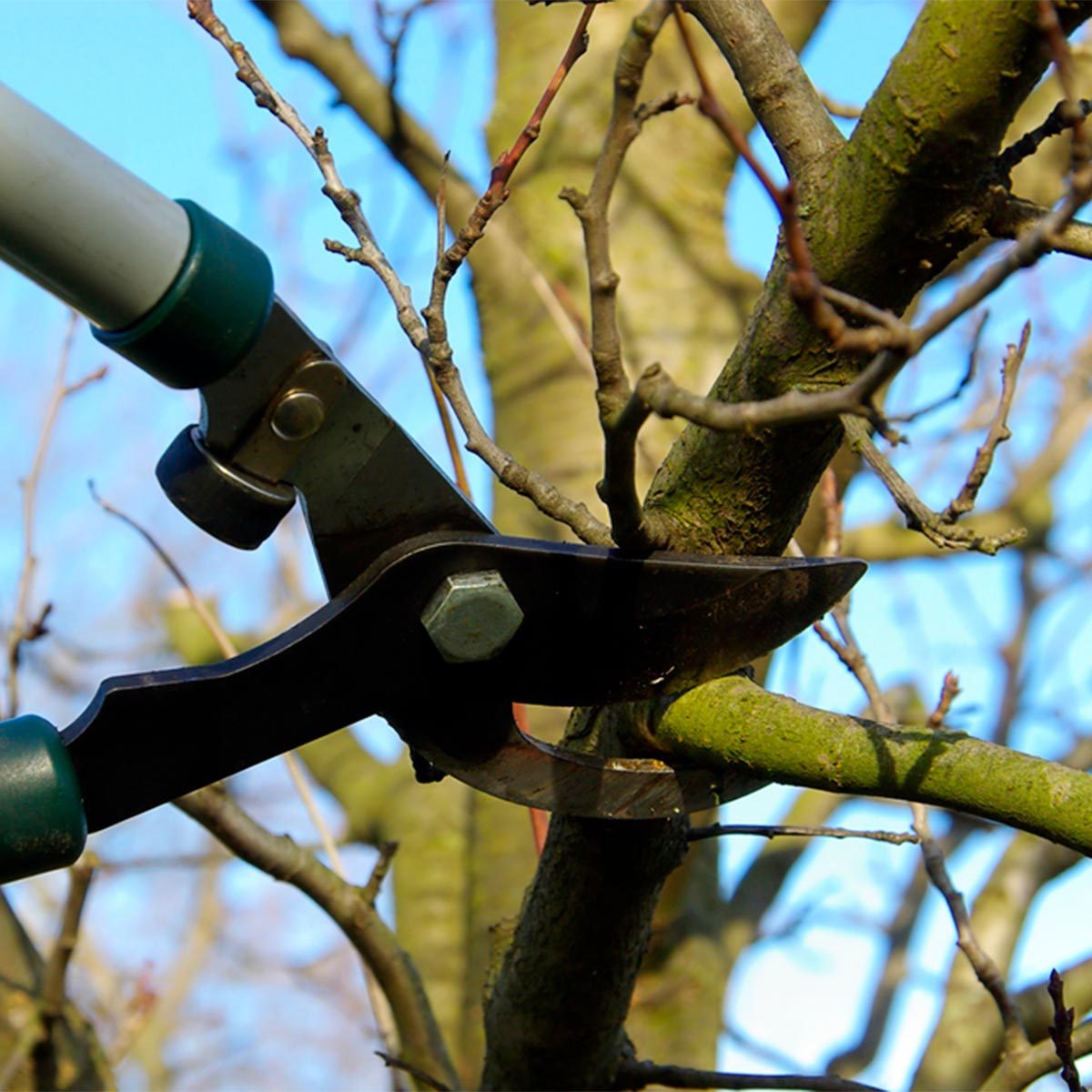 pruning tree in winter