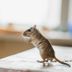 Hereâ€™s How to Keep Mice Out of Your Kitchen