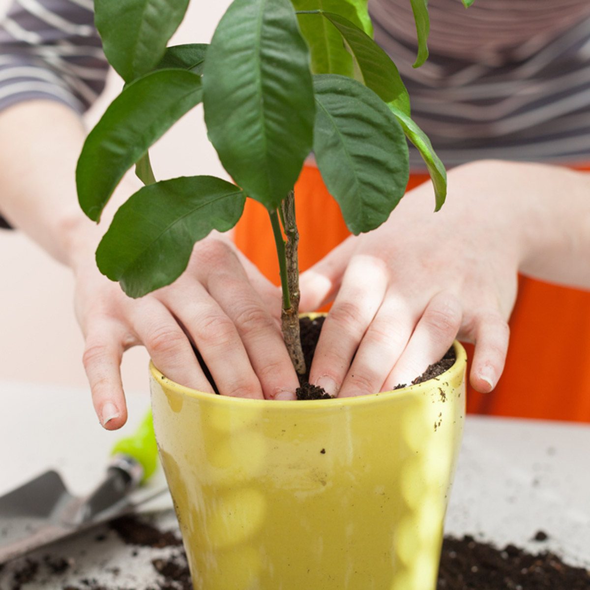 transplanting plants