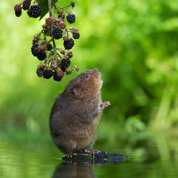 Vole