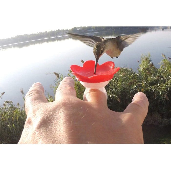 Ring hummingbird feeder