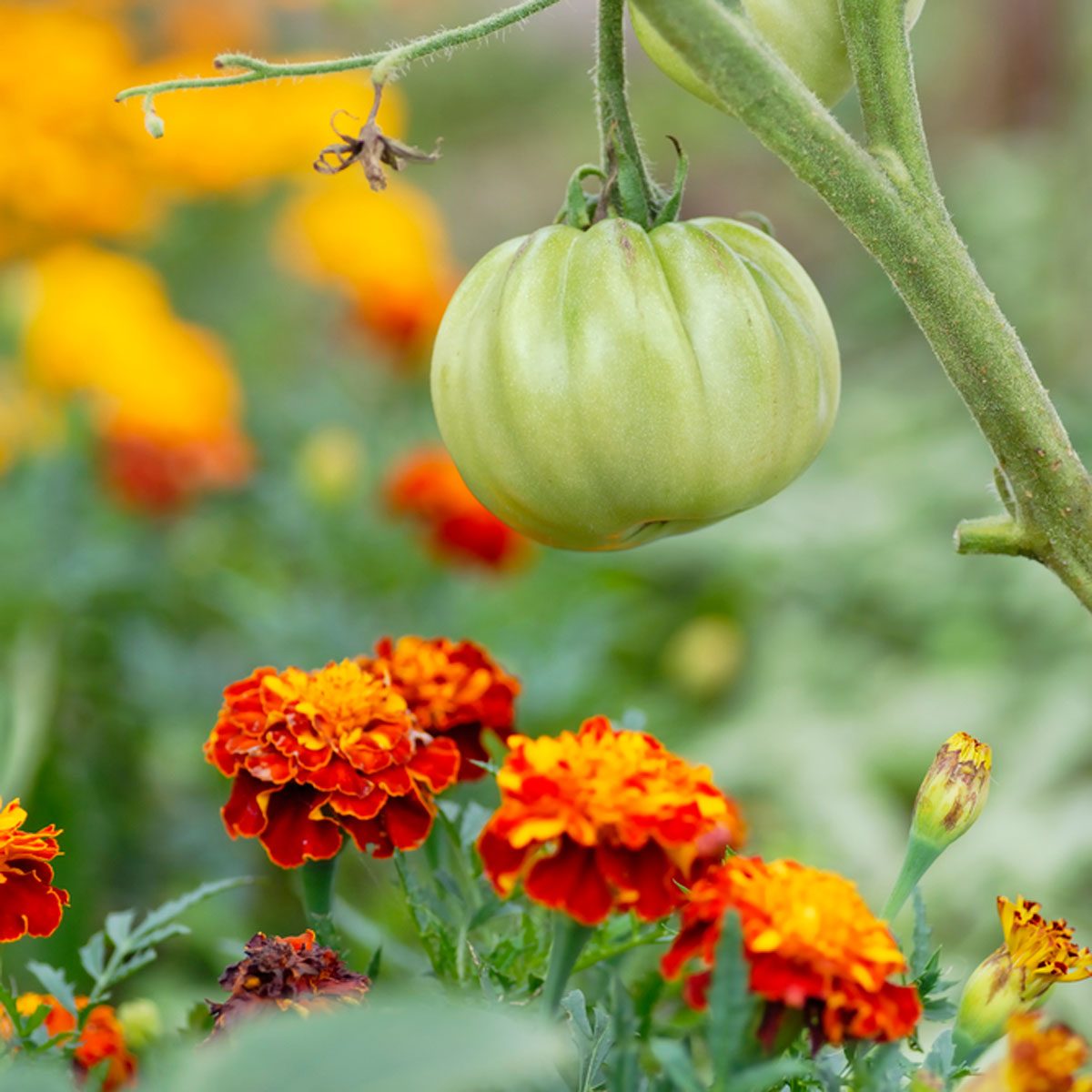 tomatoes