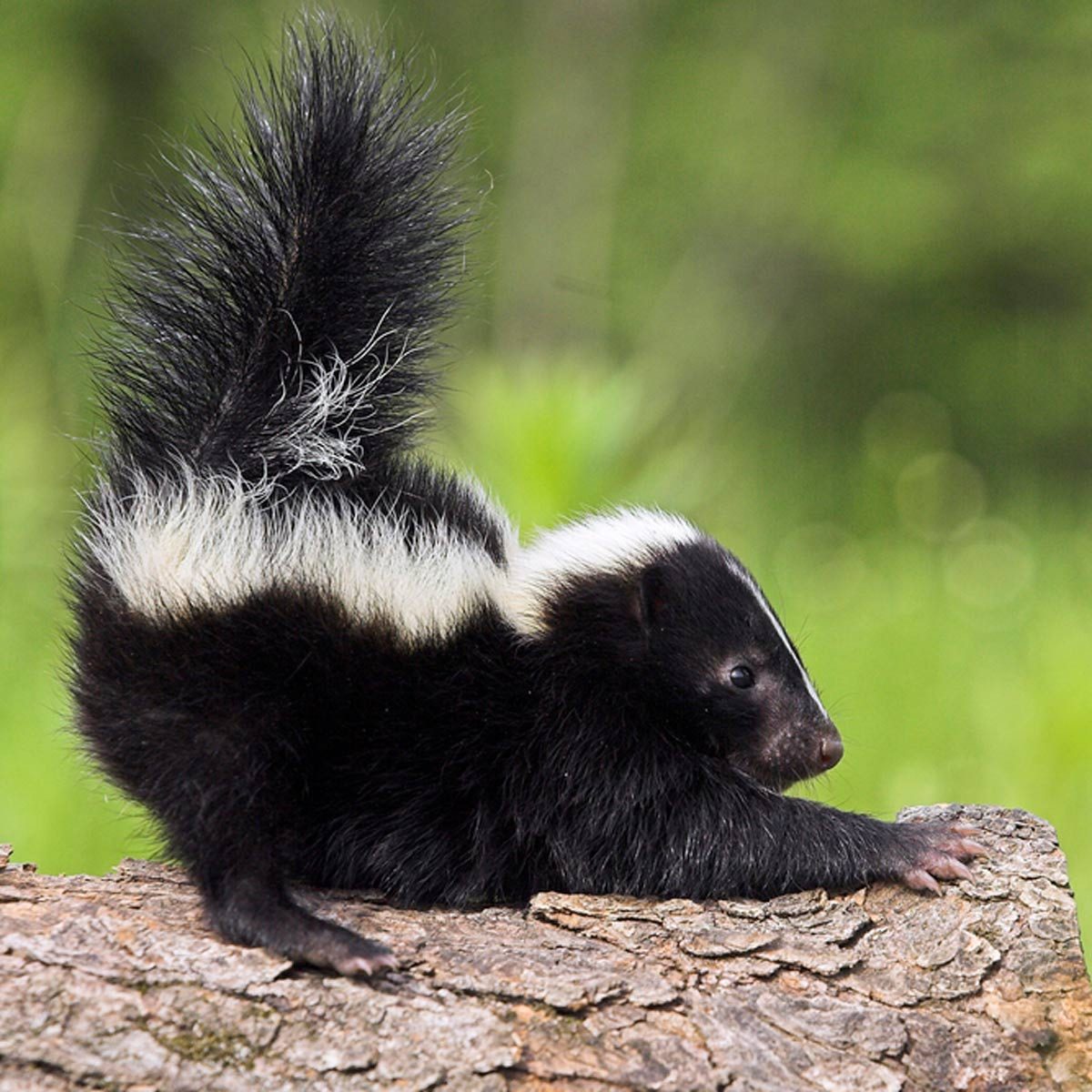 skunk