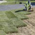 Sod vs. Seed: How to Choose the Right Option for a Lush Lawn