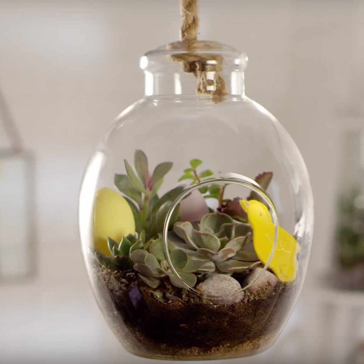 Terrarium