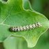 What Are Cutworms and How Do I Get Rid of Them?