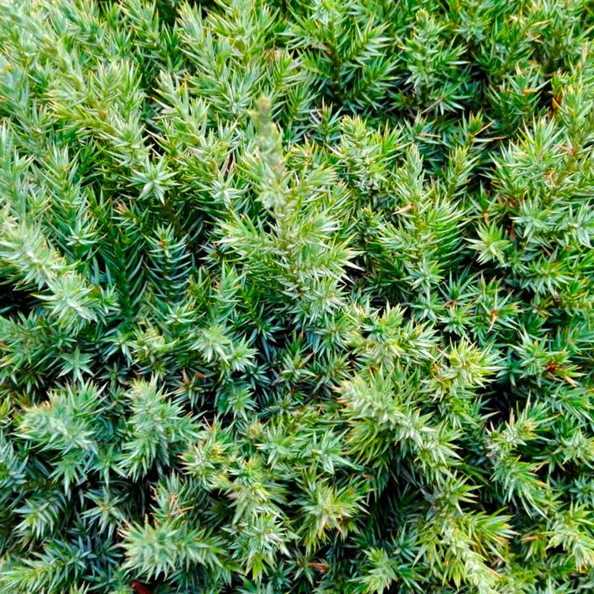 branch