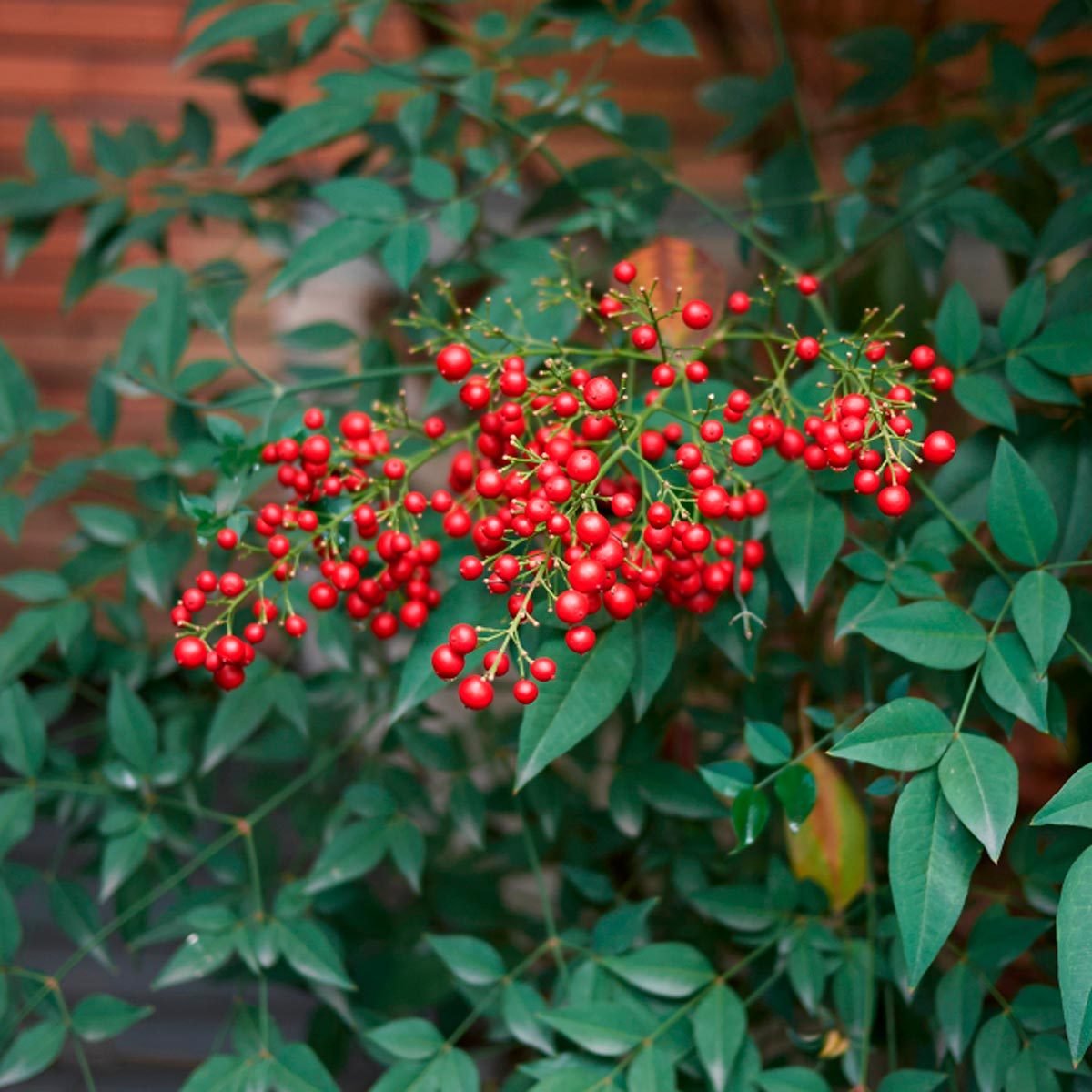 Nandina