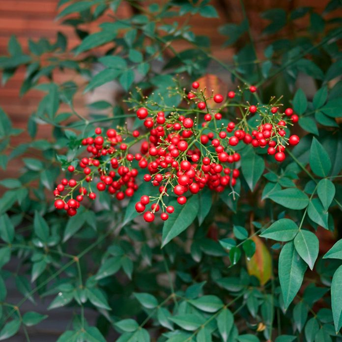 Nandina