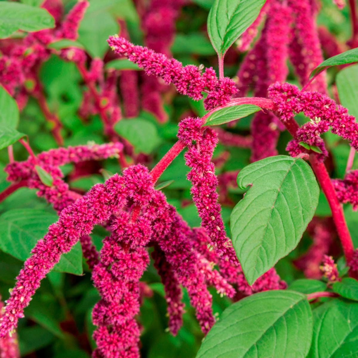 Amaranthus