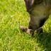 This Is Why Your Dog Likes To Eat Its Poop