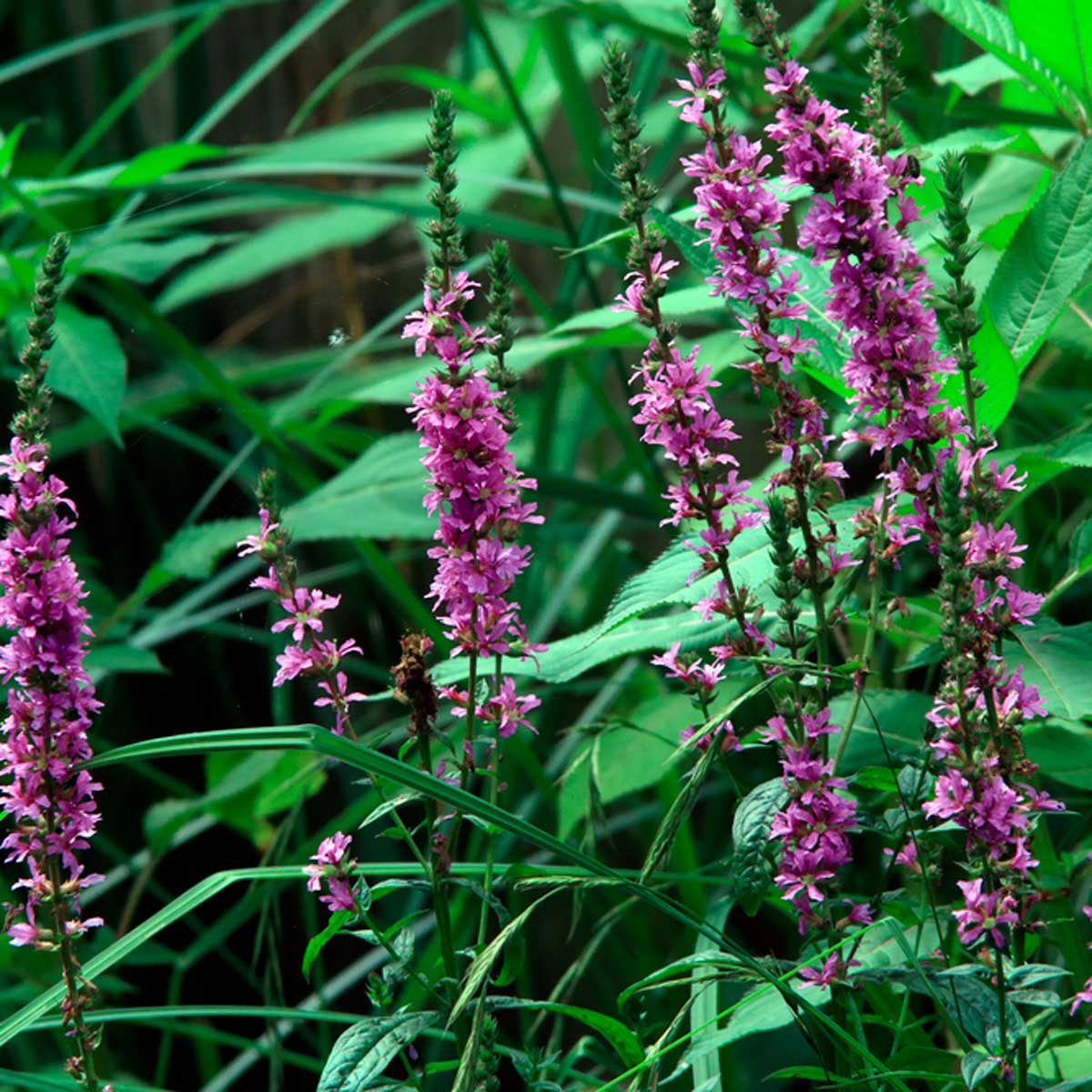 Loosestrife