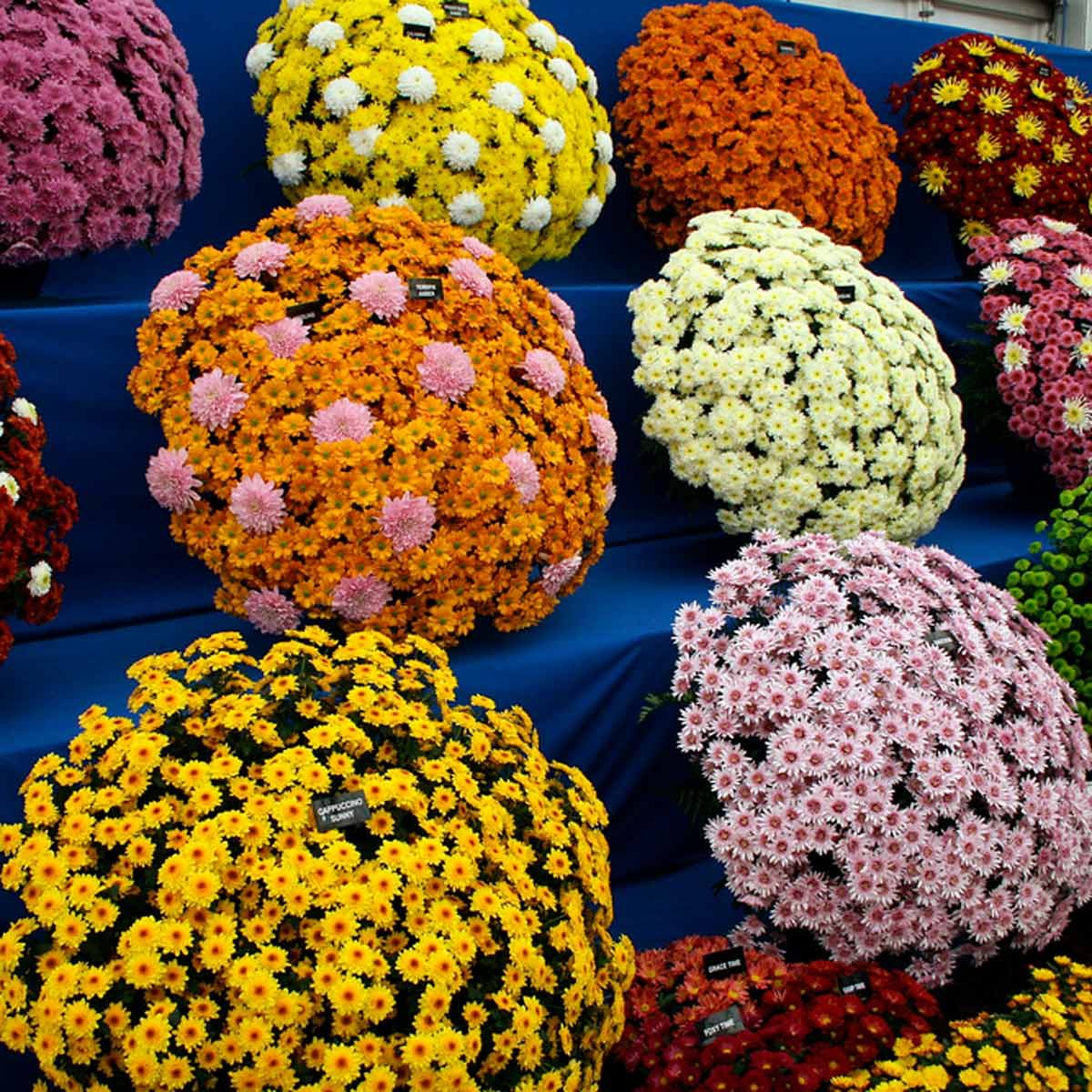 Chrysanthemums