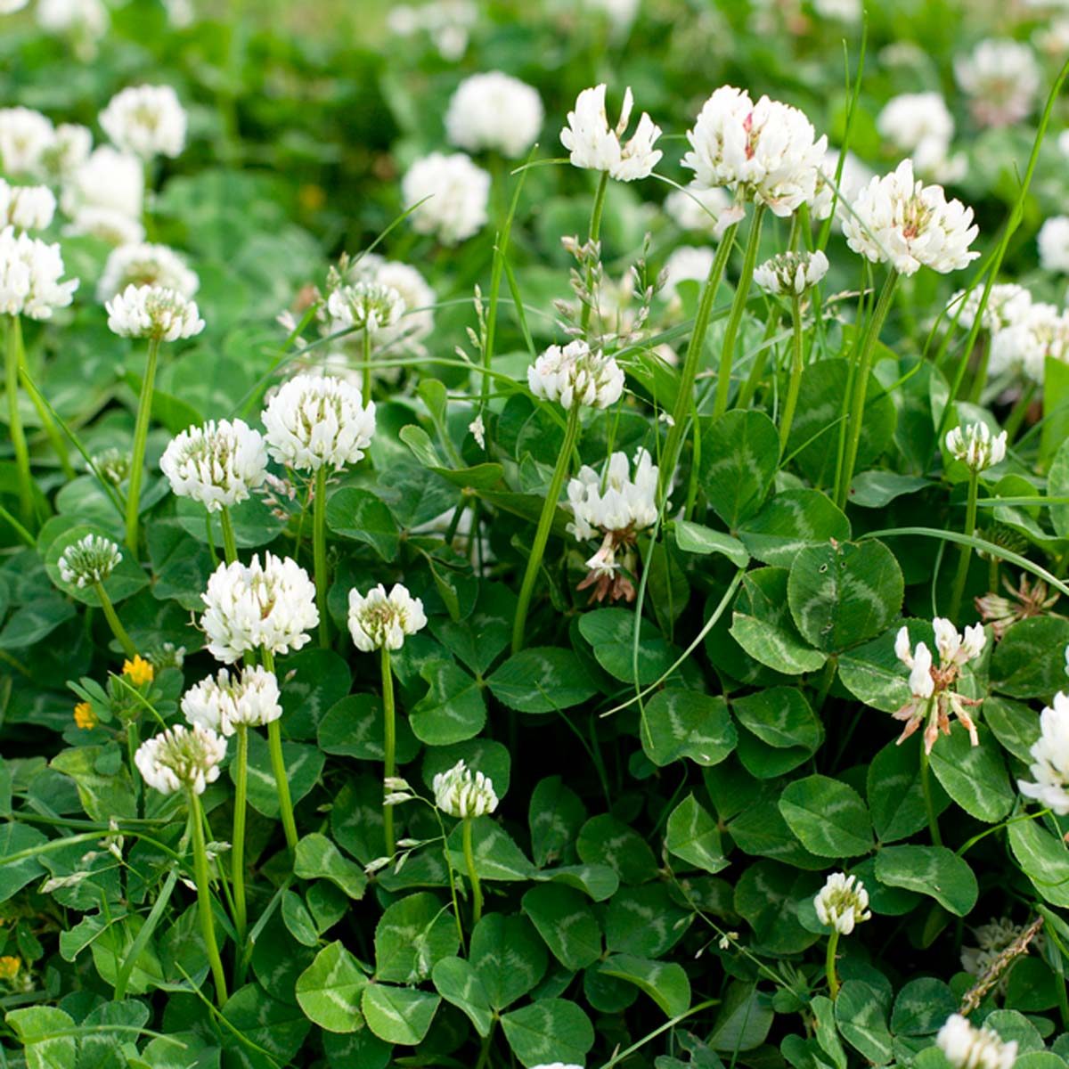 clover