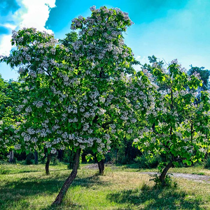 Catalpa