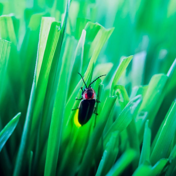 bug