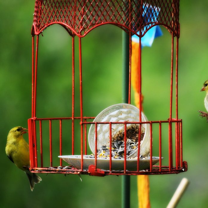 Circus-Cage-Feeder