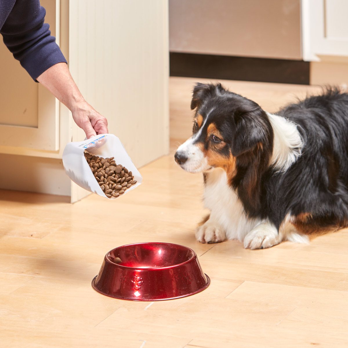 hand using a cut milk jug as a dog food scoop. dog sits near by waiting for food.