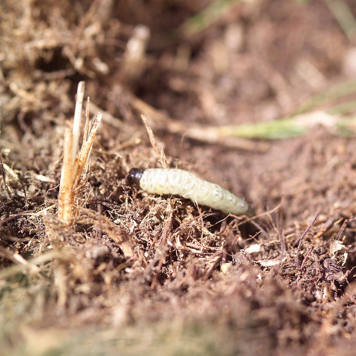 Grub