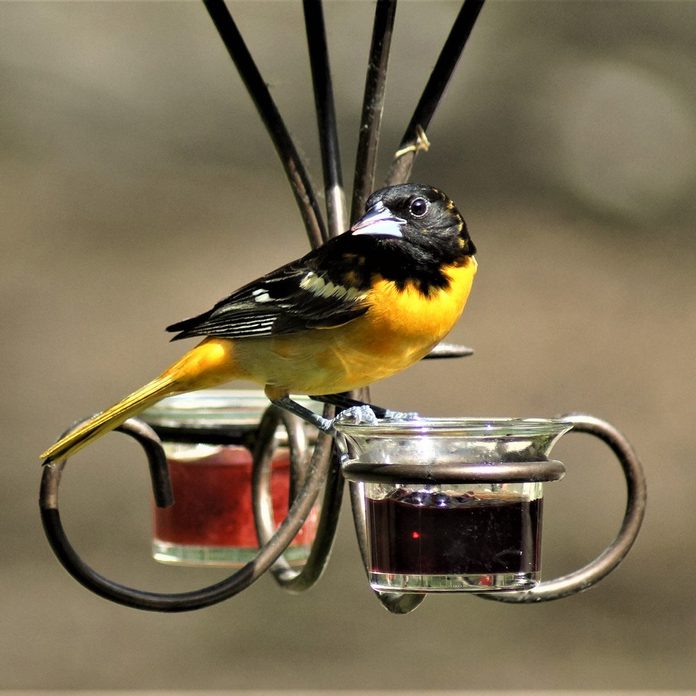Jelly-Bird-Feeder