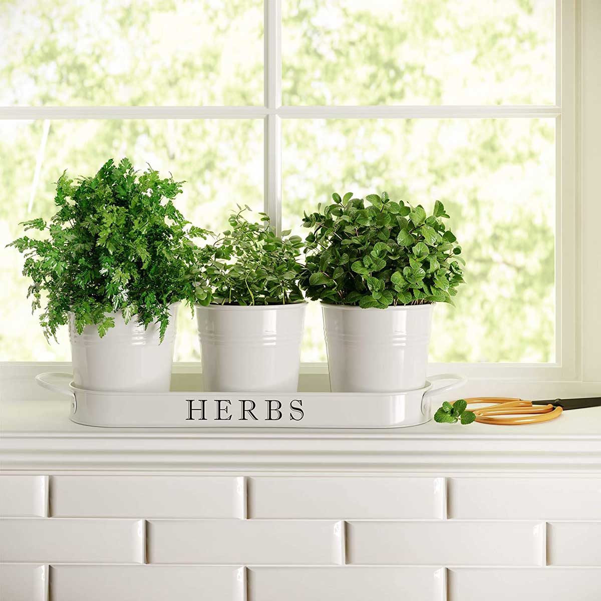 Herb Garden