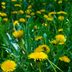 Guide to Common Weeds with Yellow Flowers