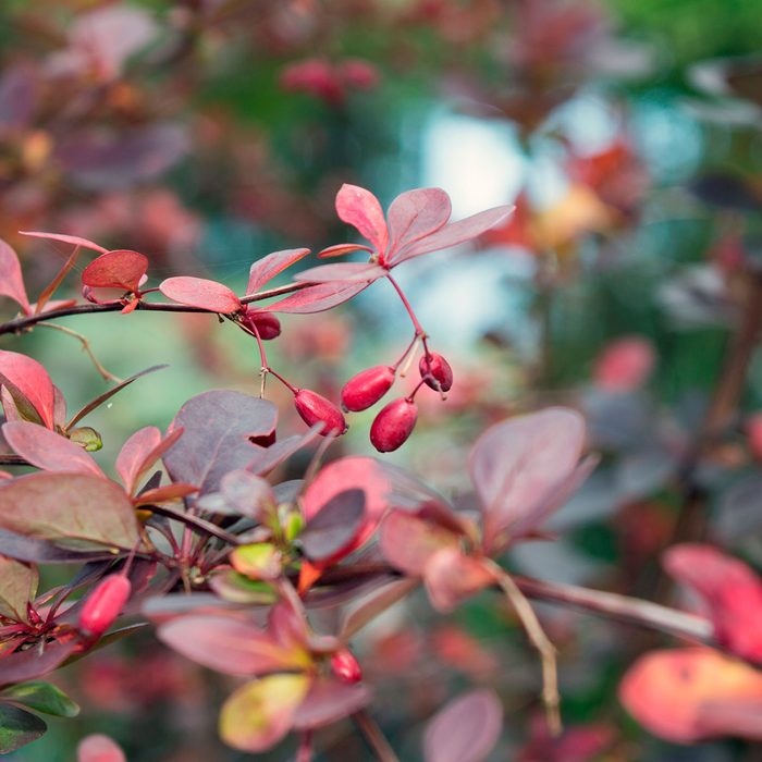 barberry