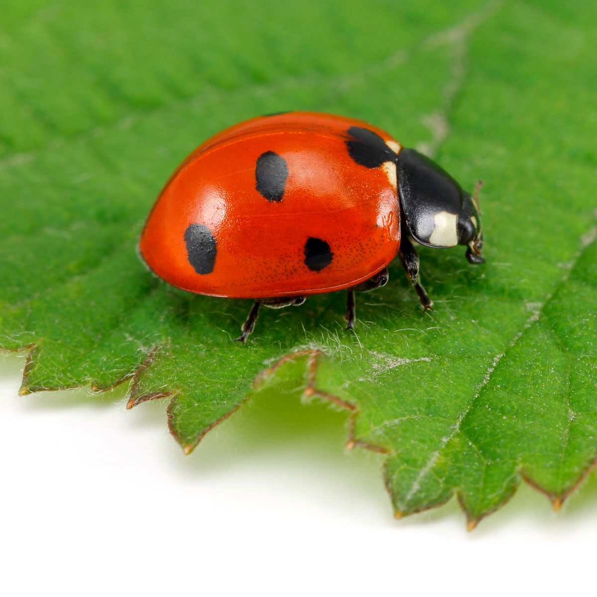 Ladybug