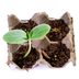 12 Household Items You Can Upcycle Into Garden Seed Starters