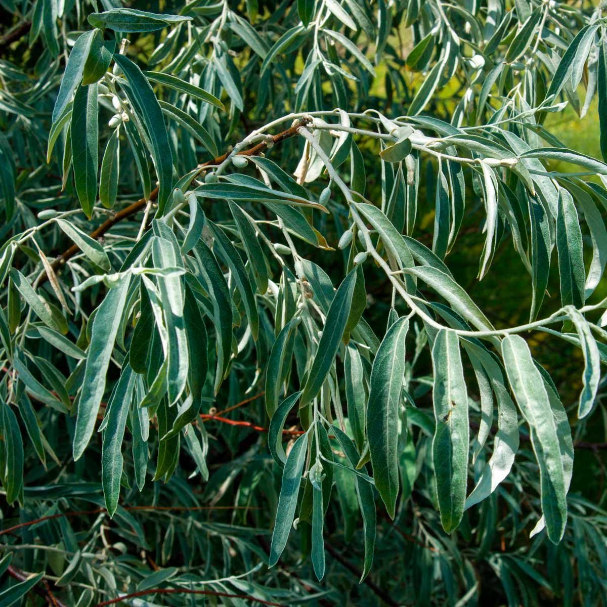 Leaf
