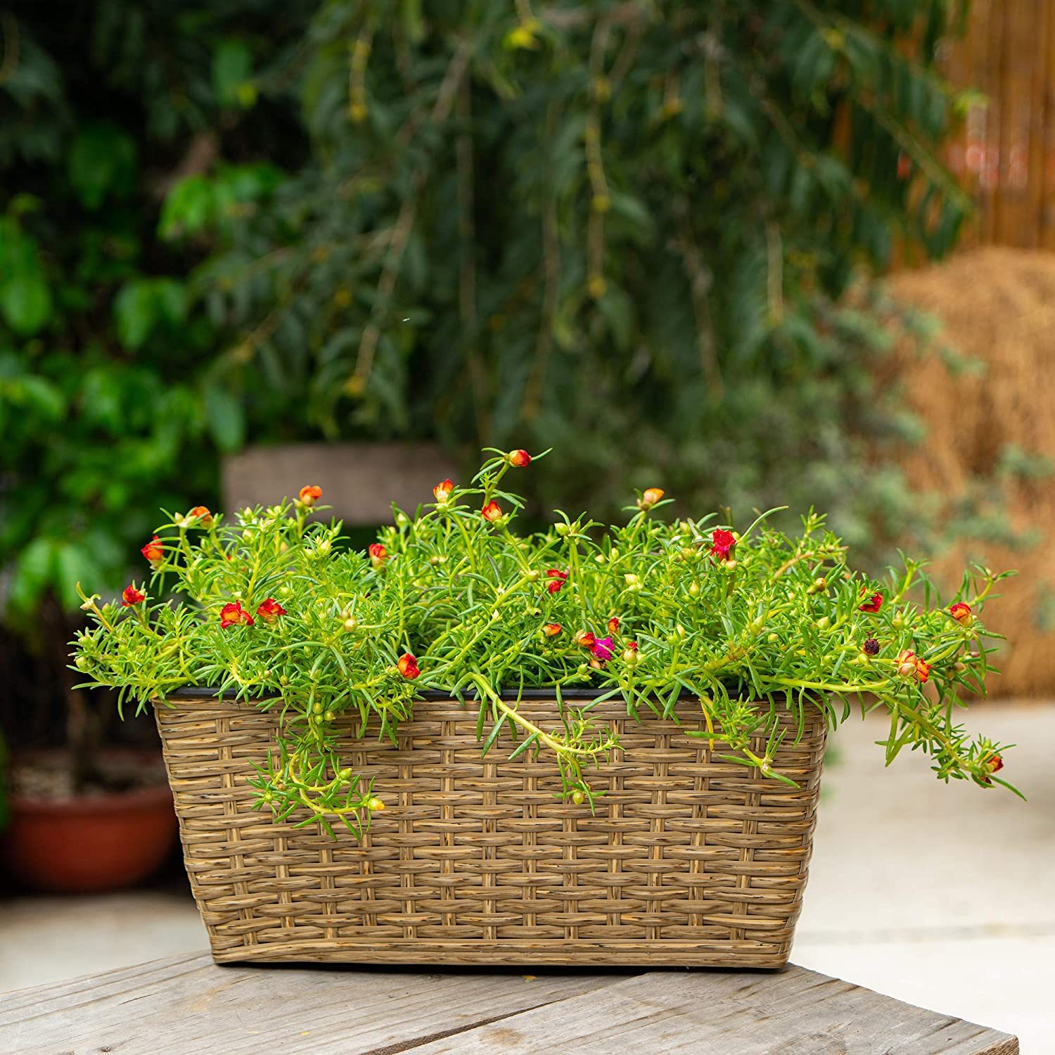 Wicker Planter