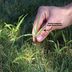 13 Tips for Getting Rid of Crabgrass for Good