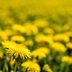 7 Surprising Facts About Dandelions