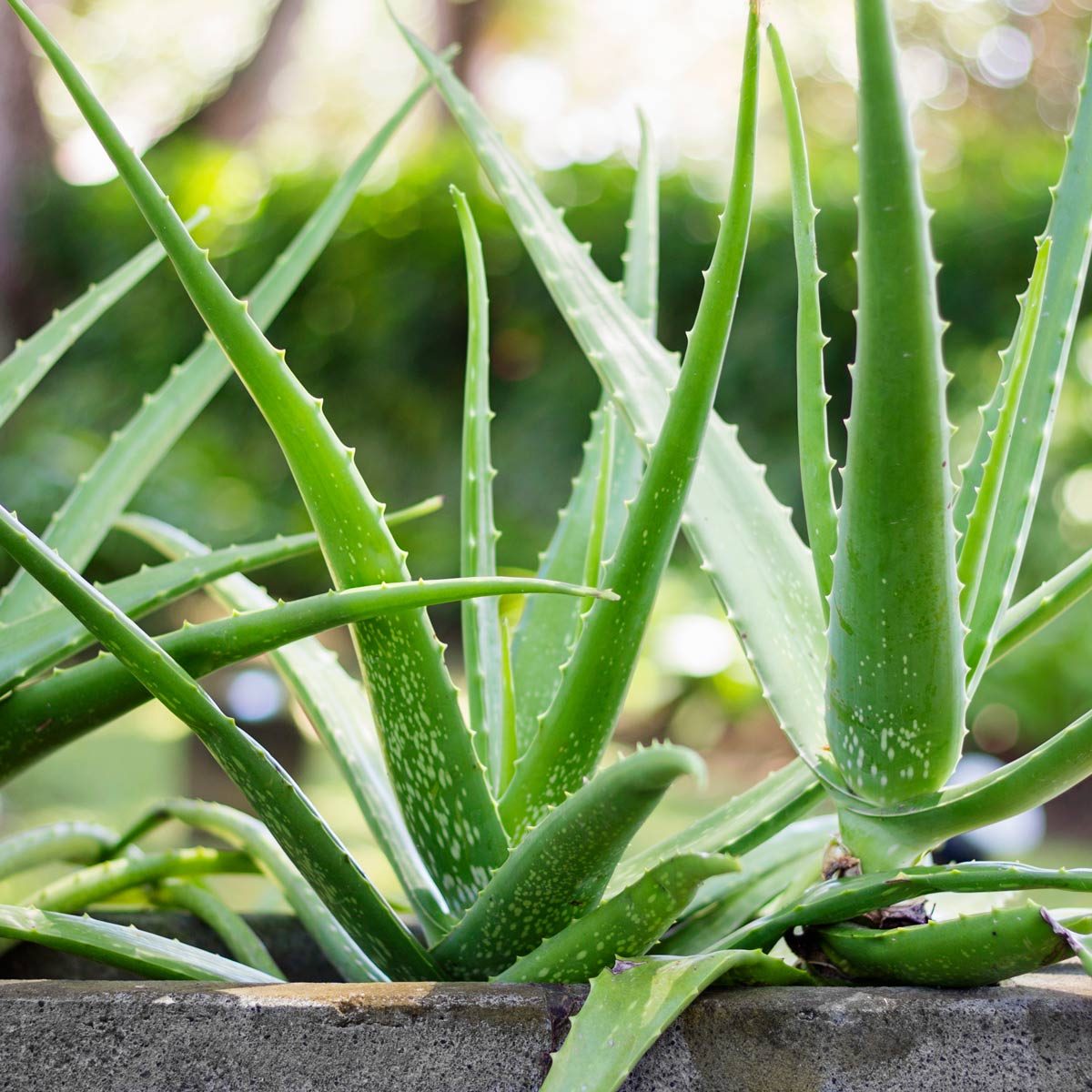 Aloe