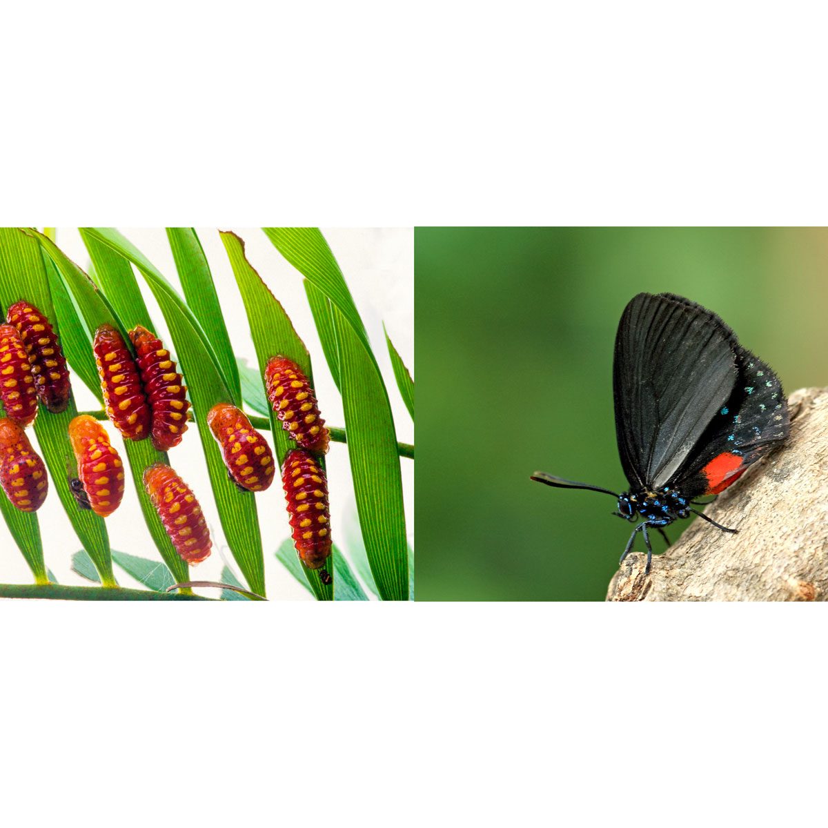 Atala Chrylis